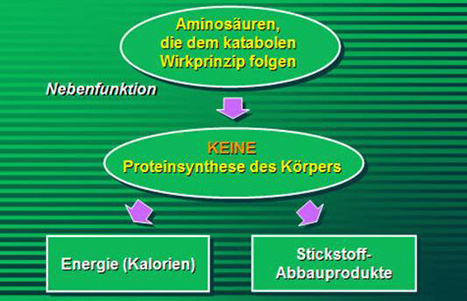 anabolic pathway